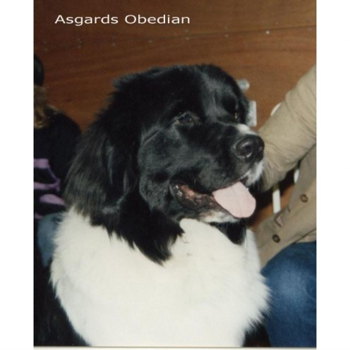R Asgards Obediah (12-04-1991)